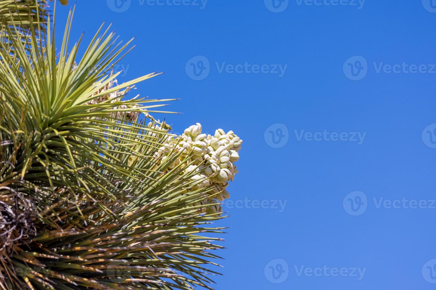 dichtbij omhoog schot van yucca fabriek bloem tegen blauw lucht foto