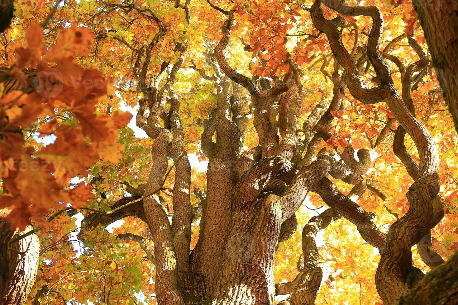 oud eik boom takken in herfst seizoen in de park foto