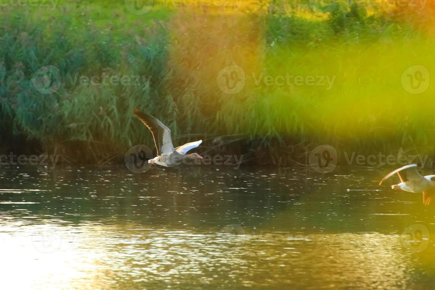 wild gans flaying in de buurt de Donau water stroom foto