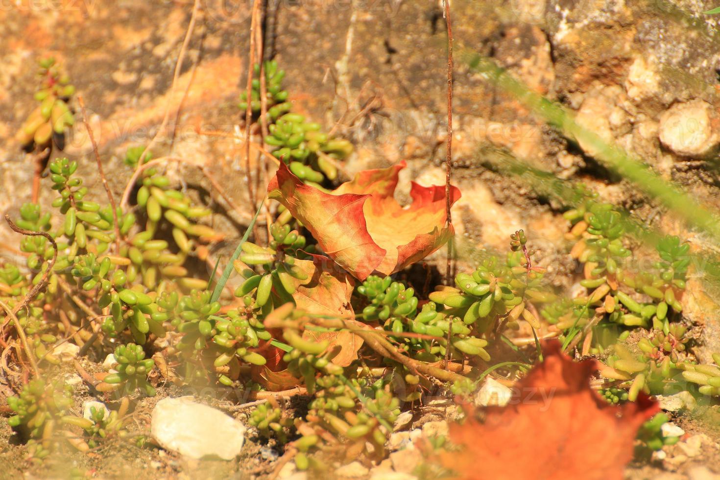 droog herfst esdoorn- bladeren Aan de grond foto