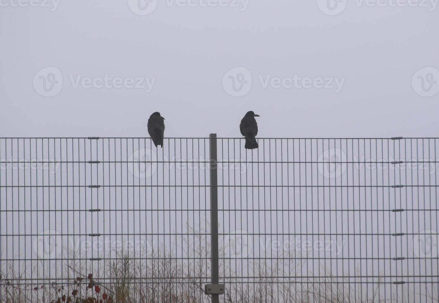 kraai zittend Aan de hek in mist in de stad foto