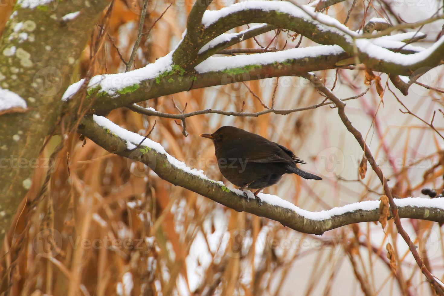 merel zittend Aan een boom Afdeling in winter tijd foto