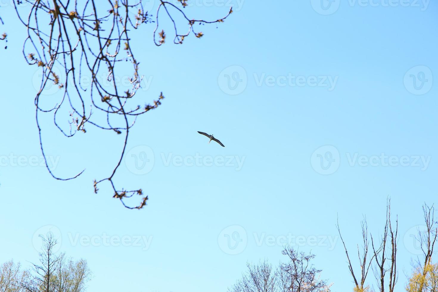 grijs reiger vogel Ardea cinerea vliegend in de buurt Donau rivier- foto