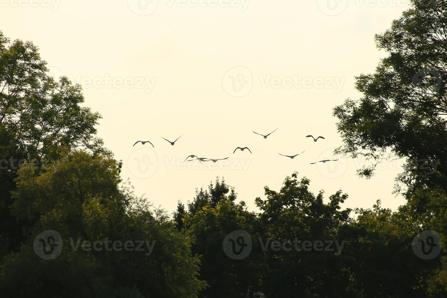 kudde van wild ganzen silhouet Aan een zonsondergang lucht foto