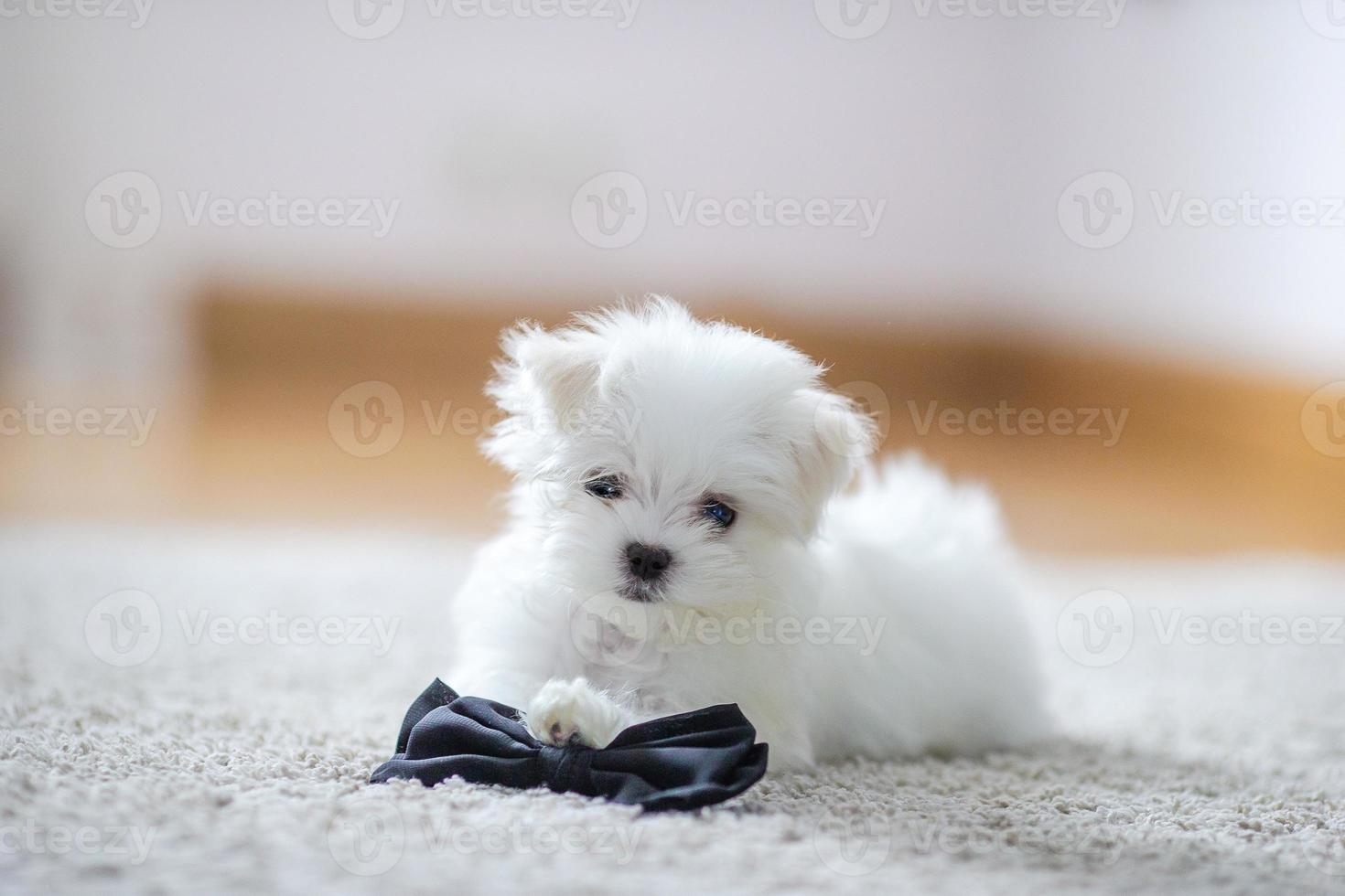 wit schattig Maltees pup, 2 maanden oud op zoek Bij ons foto