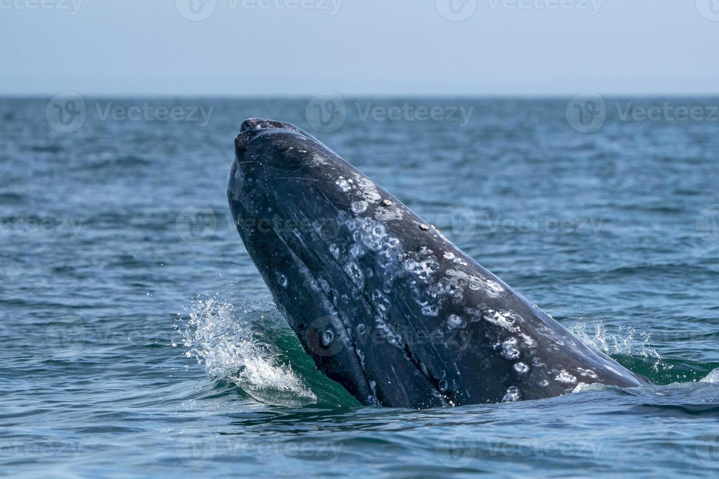 grijs walvis terwijl hoppen spionage buiten de zee foto