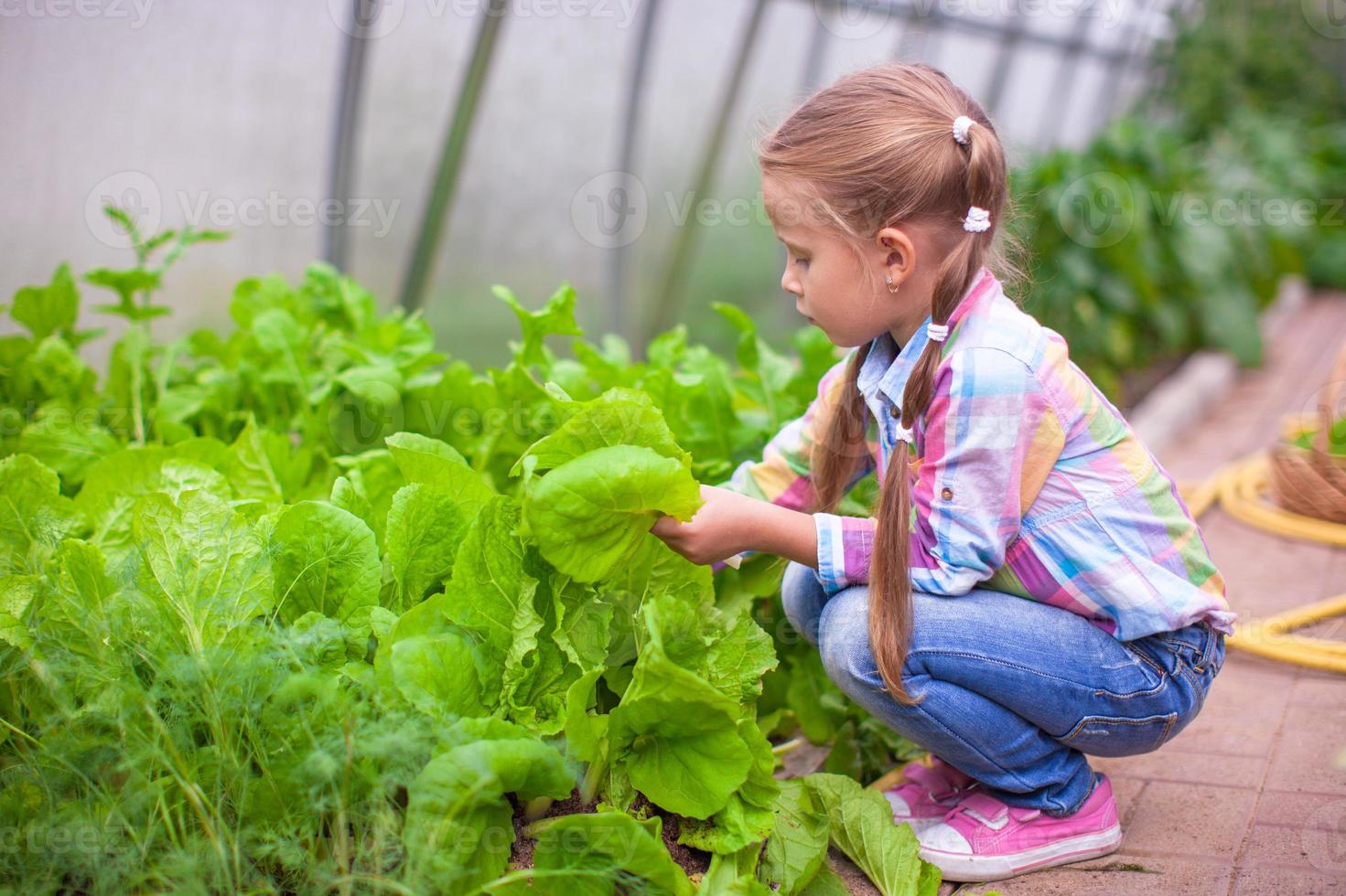 aanbiddelijk weinig meisje oogsten in de kas foto