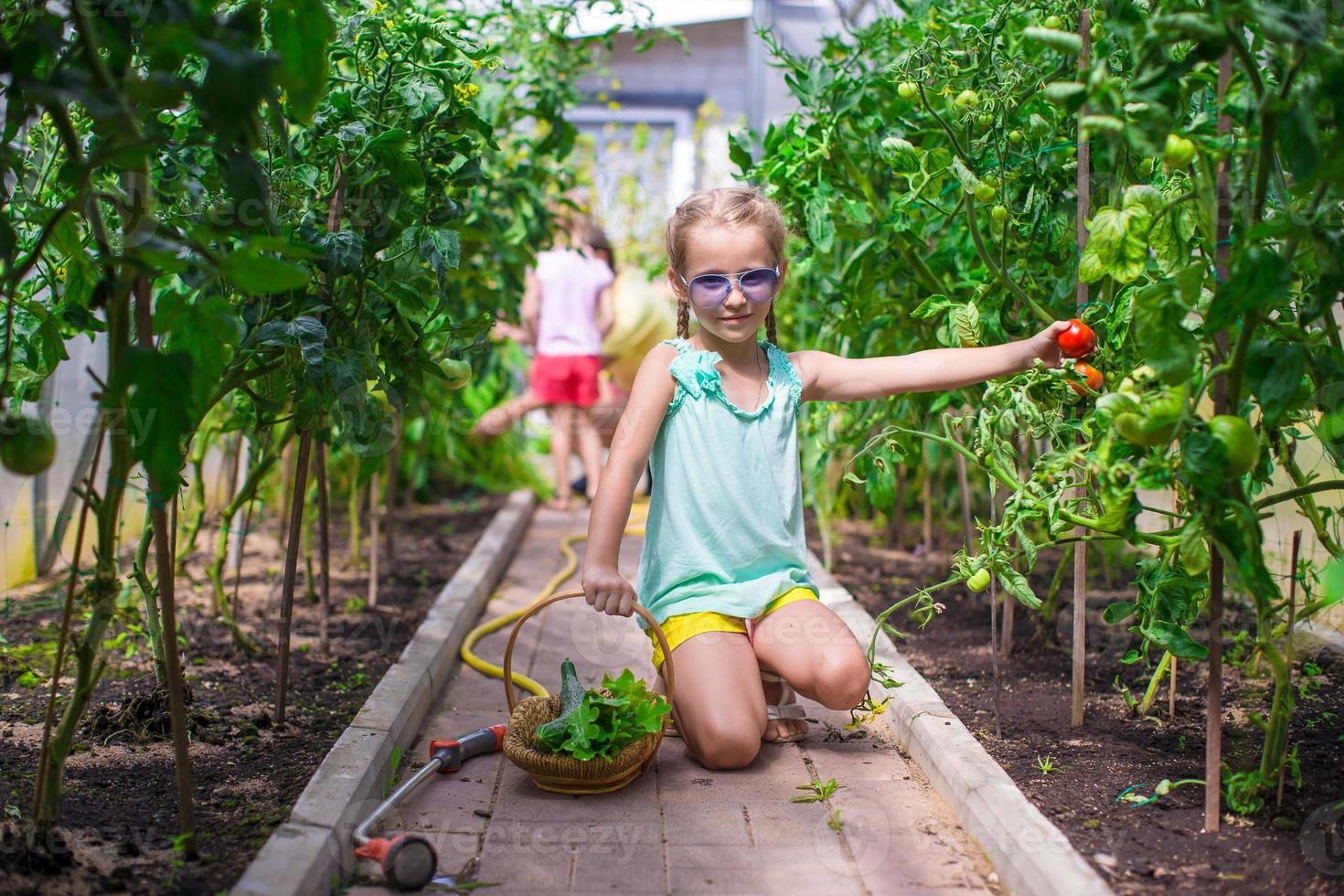 schattig klein meisje verzamelt komkommers en tomaten in kas foto