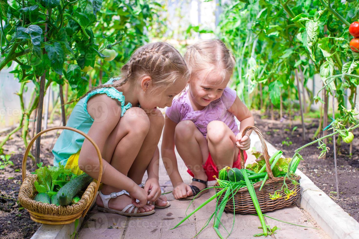 schattig weinig meisjes verzamelen Bijsnijden komkommers in de kas foto