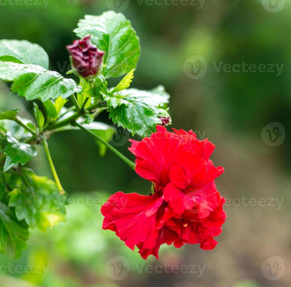 rood hibicus hybride, een schoen bloem is mooi bloeiend bloem groen blad achtergrond. voorjaar groeit rood Chinese roos bloemen en natuur komt levend foto