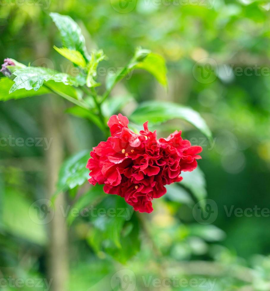 rood hibicus hybride, een schoen bloem is mooi bloeiend bloem groen blad achtergrond. voorjaar groeit rood Chinese roos bloemen en natuur komt levend foto