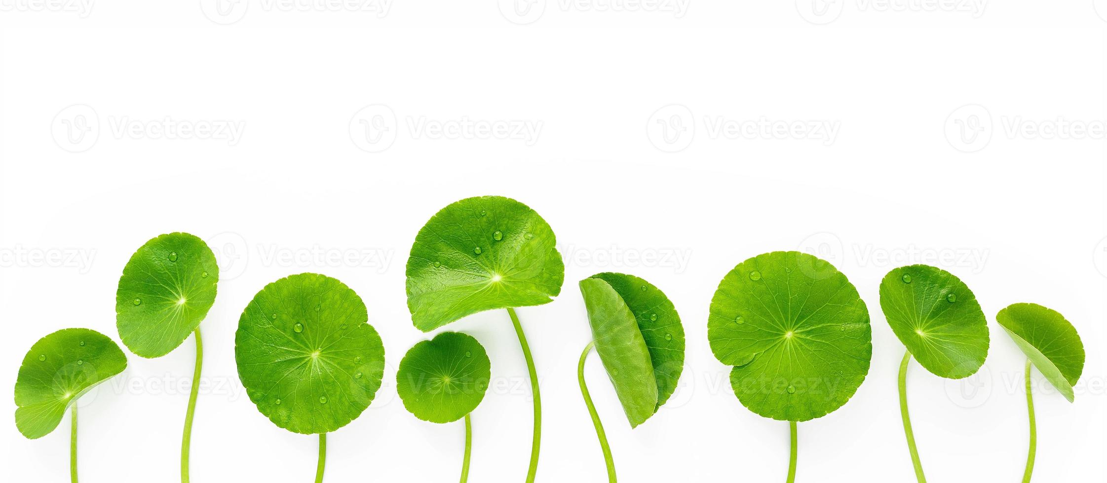 close-up centella asiatica bladeren met regendruppel geïsoleerd op een witte achtergrond bovenaanzicht. foto