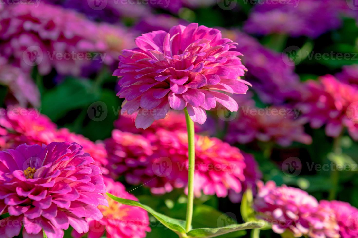 zinnia bloem bloeiend in de tuin foto