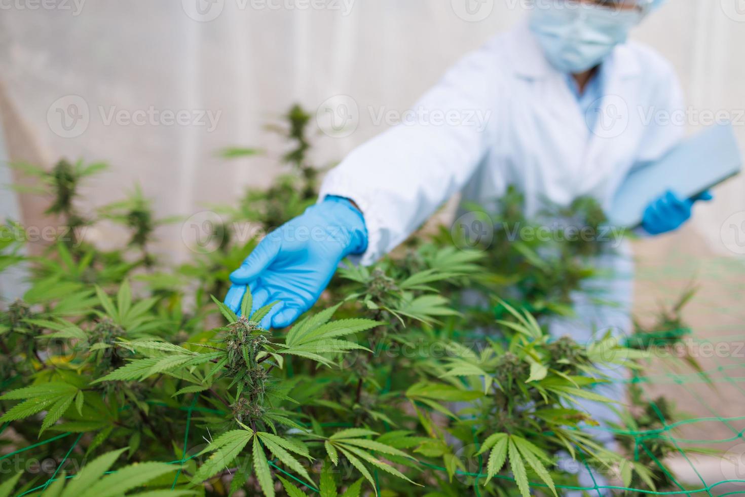 onderzoekers gebruik hand- naar houden of onderzoeken hennep planten in de kas voor medisch Onderzoek. marihuana sativa Onderzoek concept. cbd hennep olie, kruiden geneesmiddel. foto