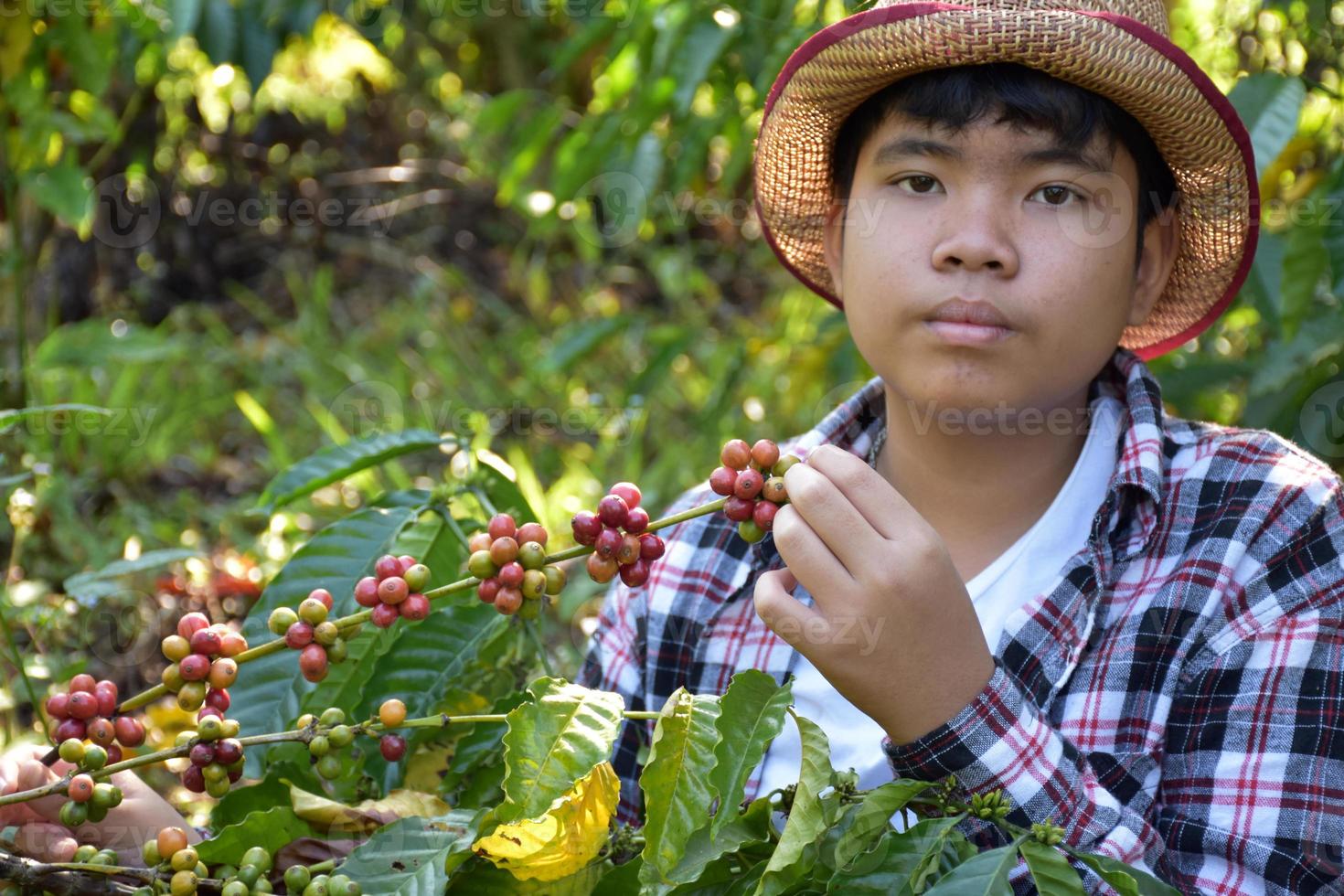 portret jong Aziatisch jongen houdt bundel van koffie kers fruit in de midden- van koffie tuin naar studie buiten de klas. foto