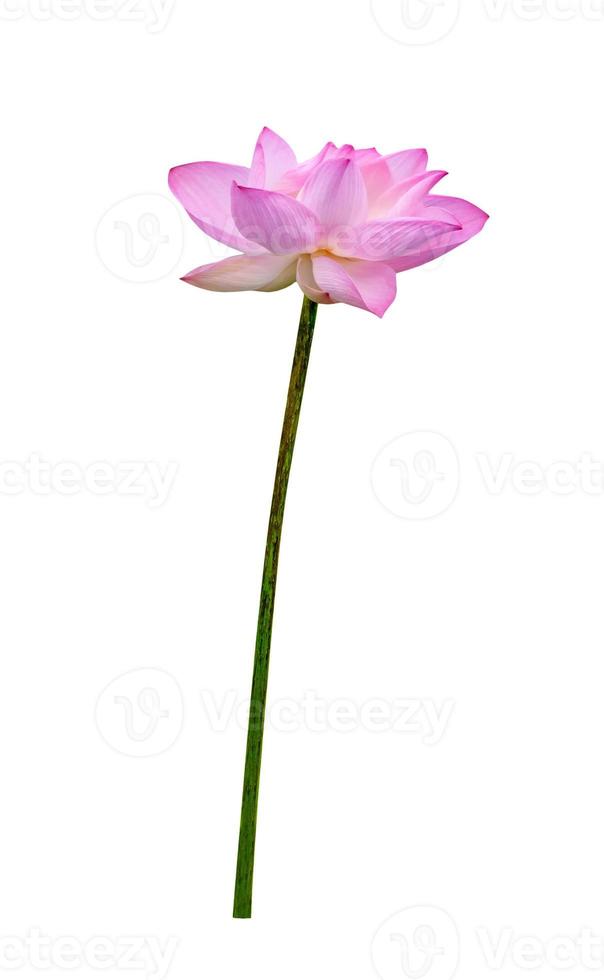 mooi roze water lelie of lotus bloem geïsoleerd Aan wit achtergrond,omvat knipsel pad foto