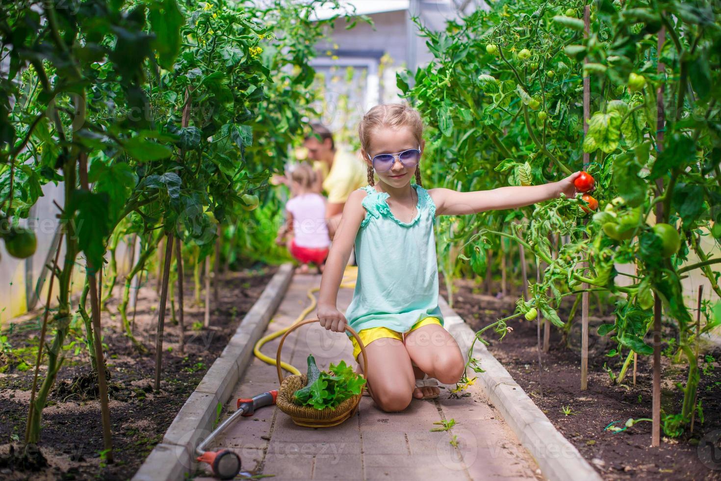 klein meisje verzamelen van komkommers en tomaten in kas foto