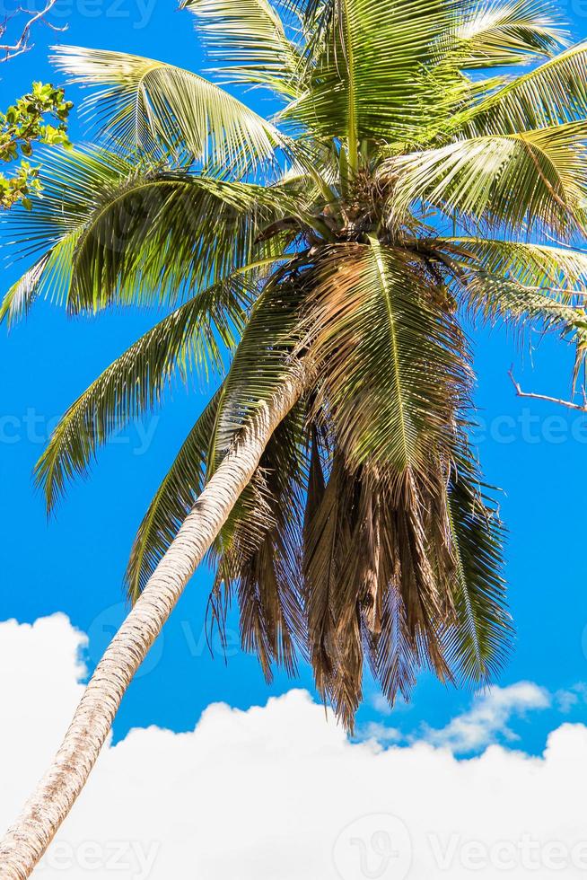 tropisch kokosnoot palm boom in seyschelpen achtergrond de lucht foto