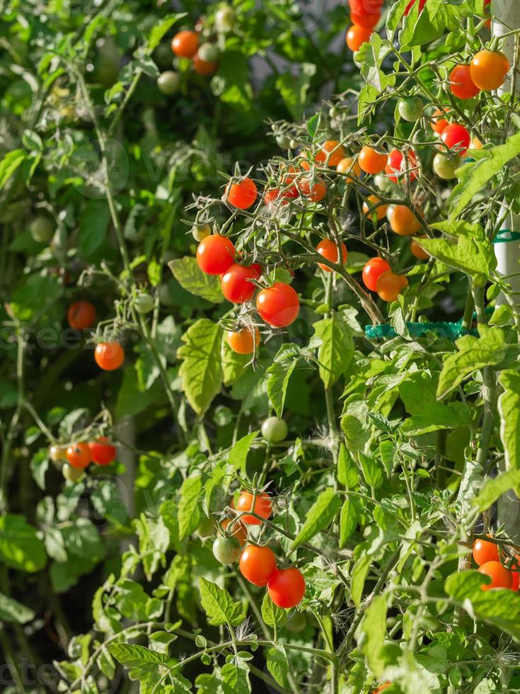 rijp tomaat fabriek groeien. vers bundel van rood natuurlijk tomaten Aan een Afdeling in biologisch groente tuin. foto