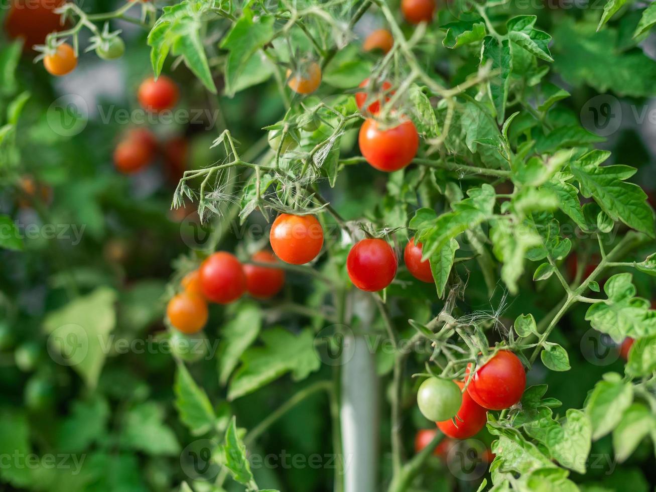 rijp tomaat fabriek groeien. vers bundel van rood natuurlijk tomaten Aan een Afdeling in biologisch groente tuin. foto