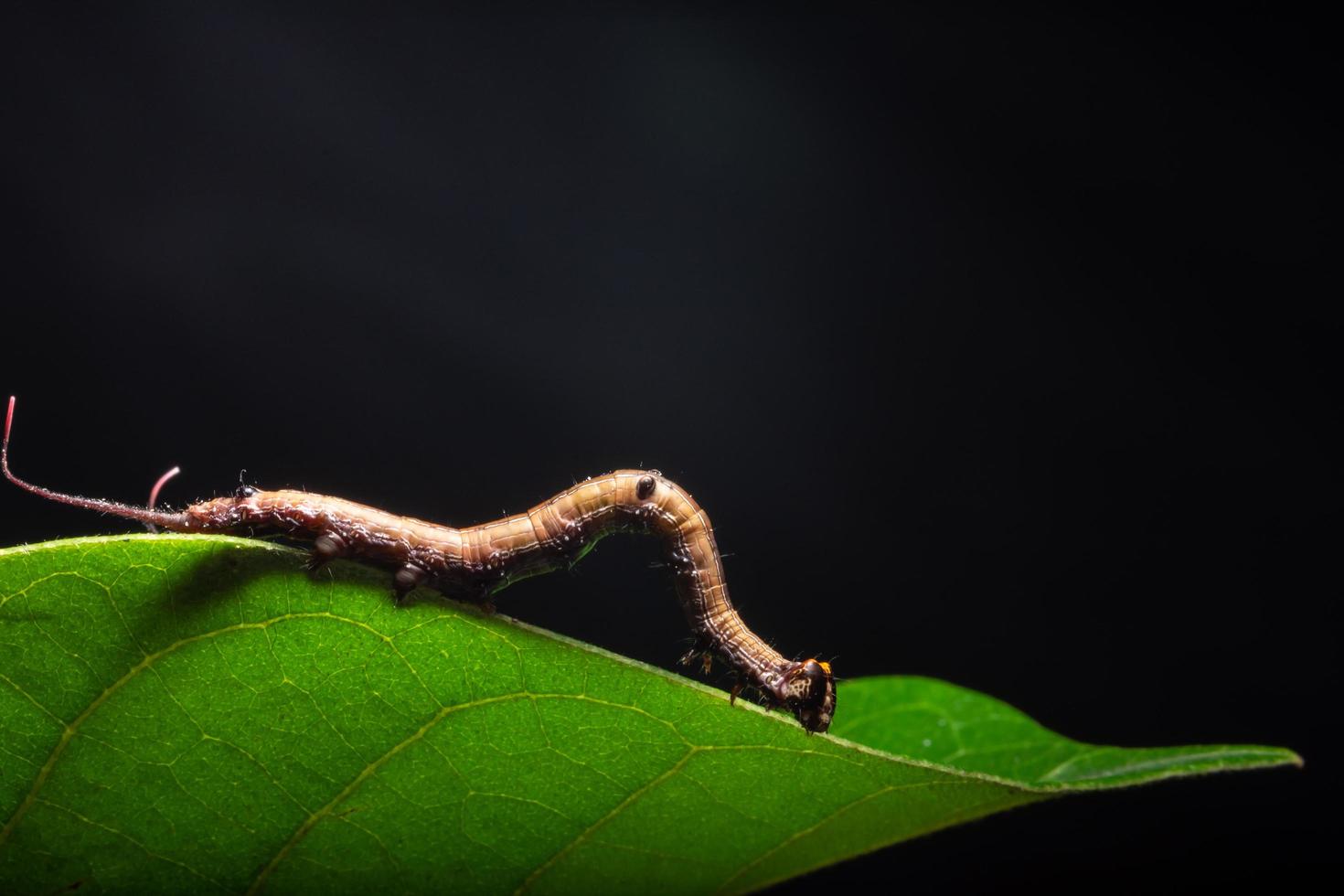 worm op een blad foto