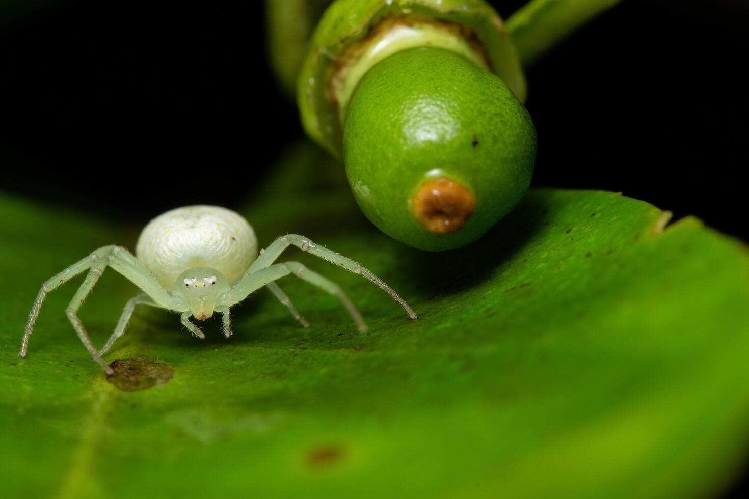 spin op een blad foto