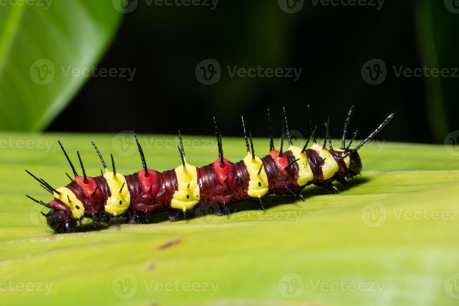 worm op een blad foto