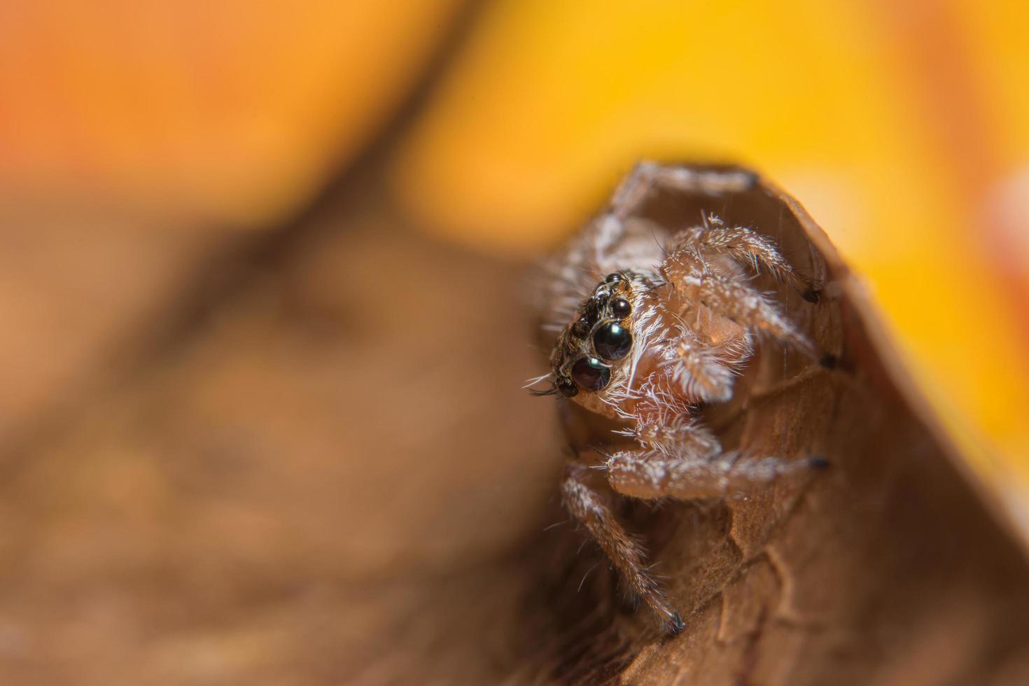 spin op een blad foto