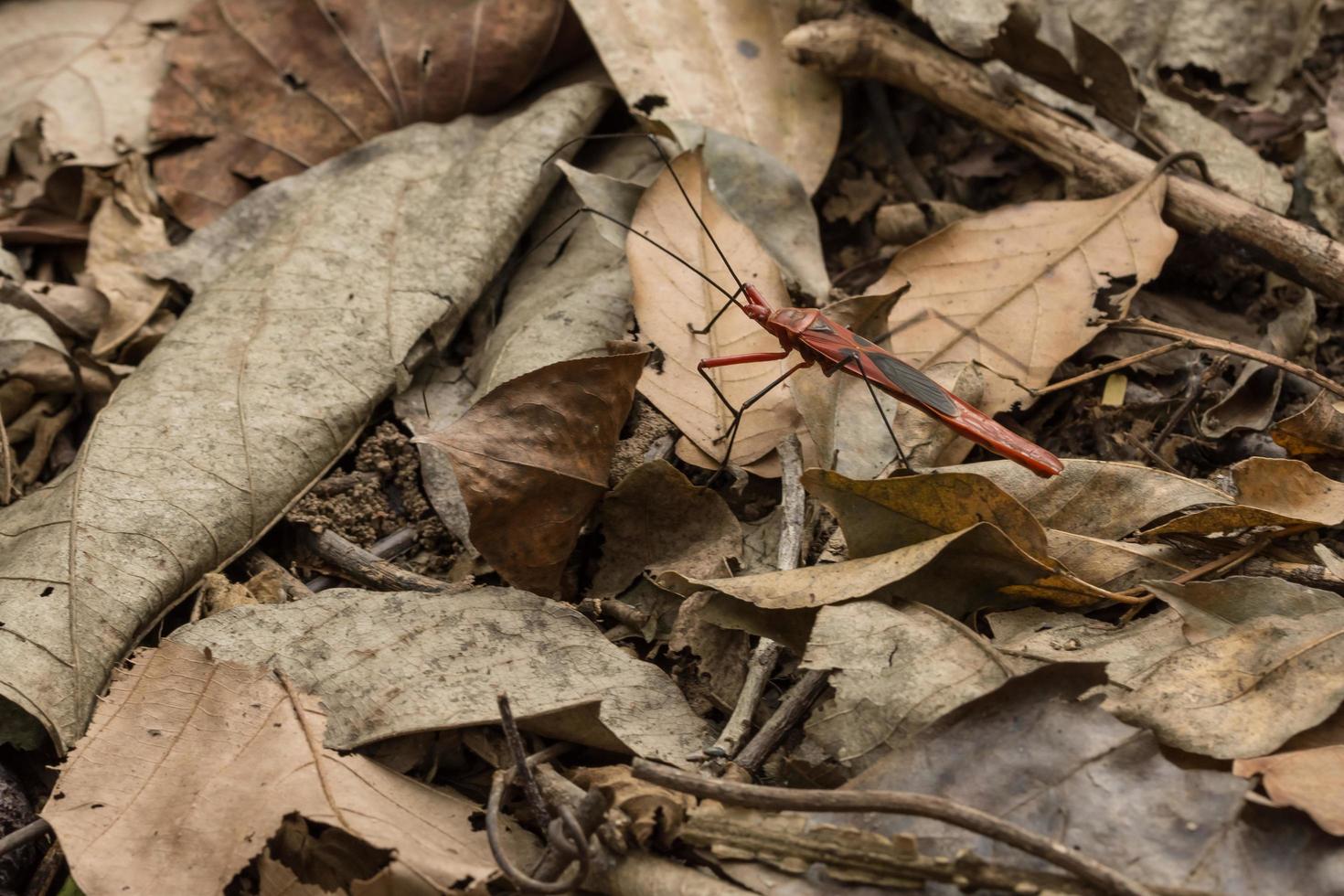 hemiptera insect, close-up foto