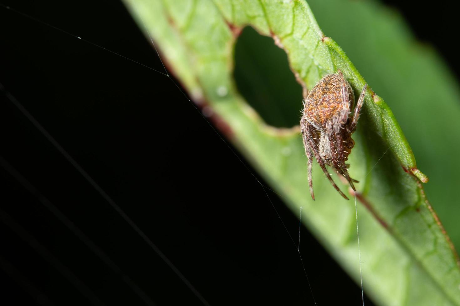 spin op een blad foto