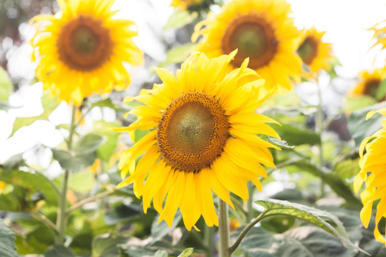 groep heldergele zonnebloemen foto