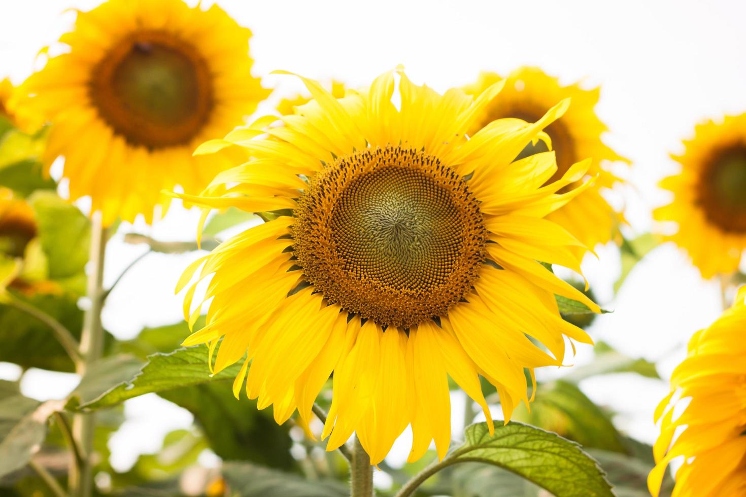mooie zonnebloemen op een witte achtergrond foto