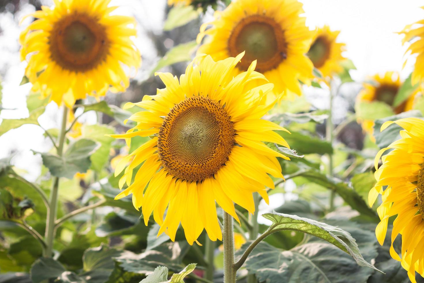 close-up van een groep zonnebloemen foto