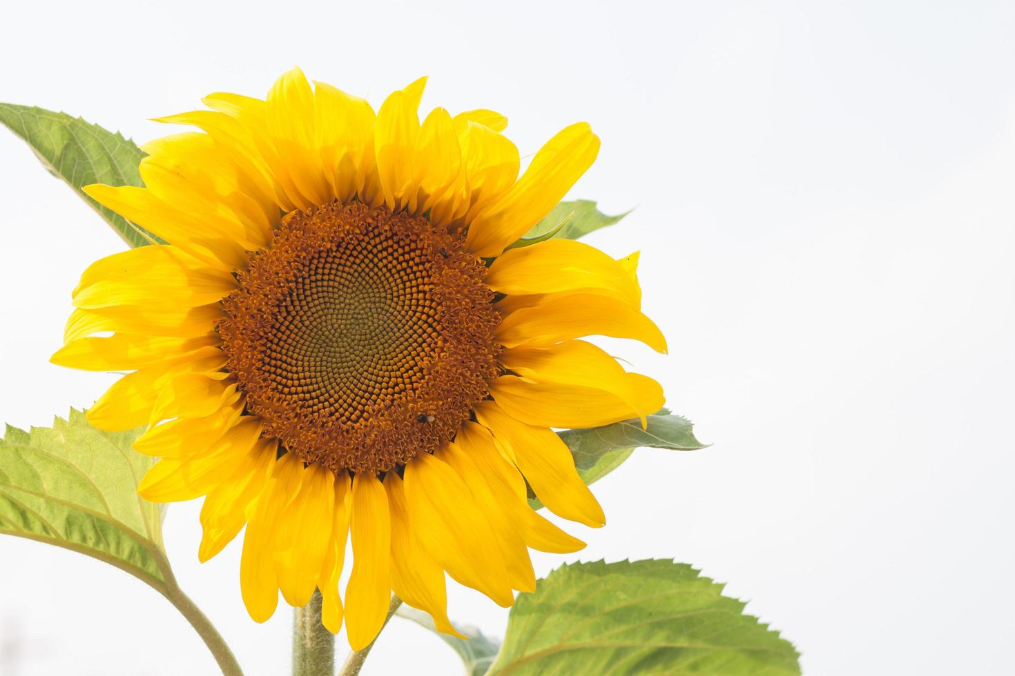 gele zonnebloem op een witte achtergrond foto