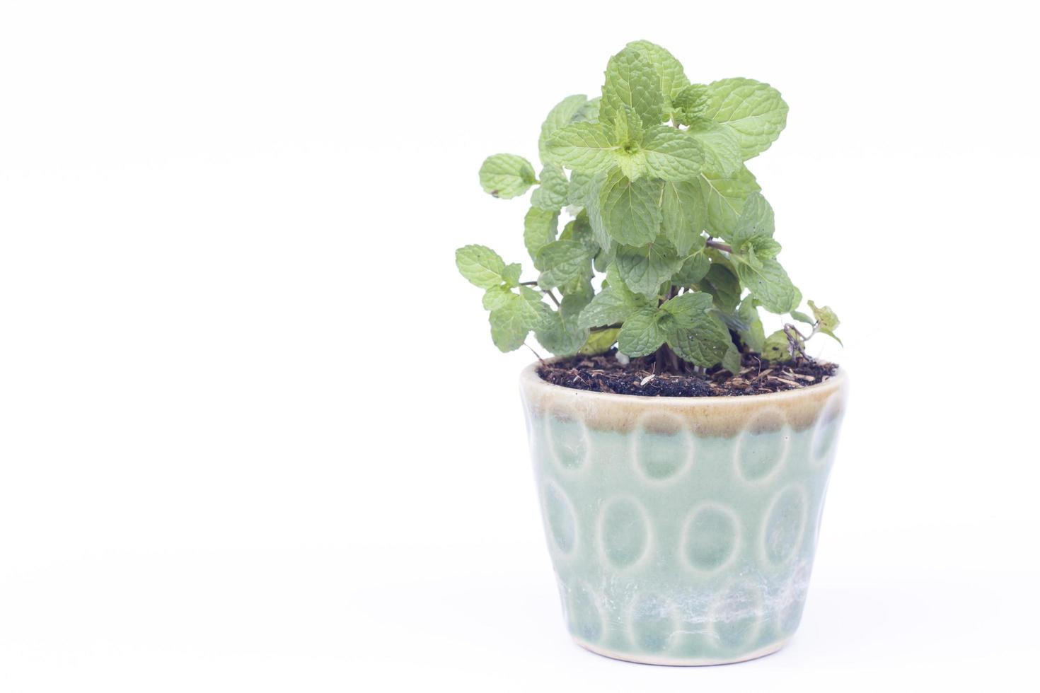 groene plant in een pot geïsoleerd op een witte achtergrond foto