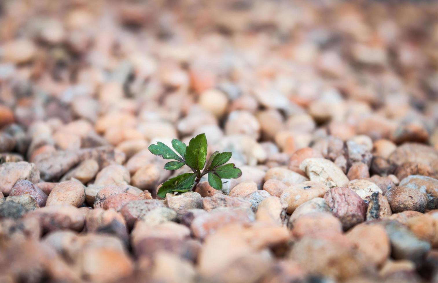 plant groeit uit rotsen foto