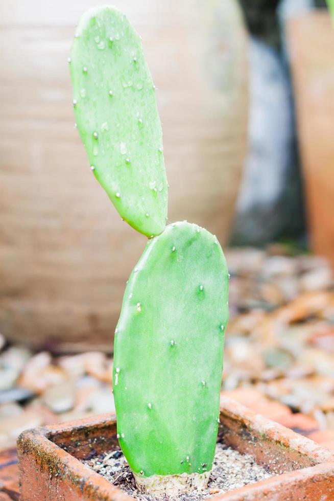 close-up van een prickly pear cactus foto