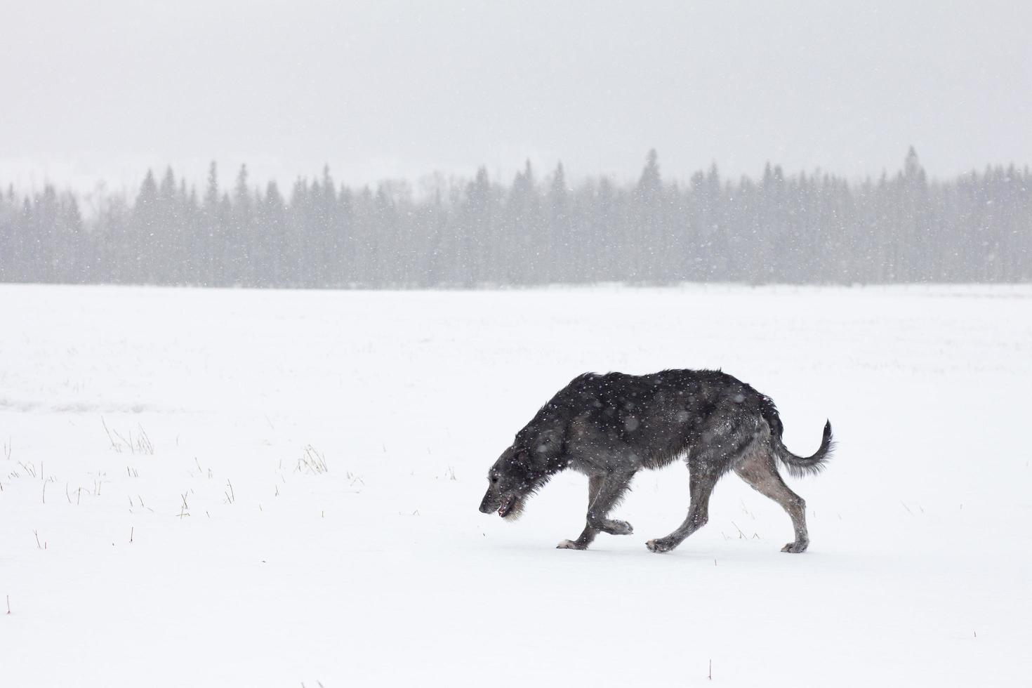 wolfshond die door de sneeuw loopt foto