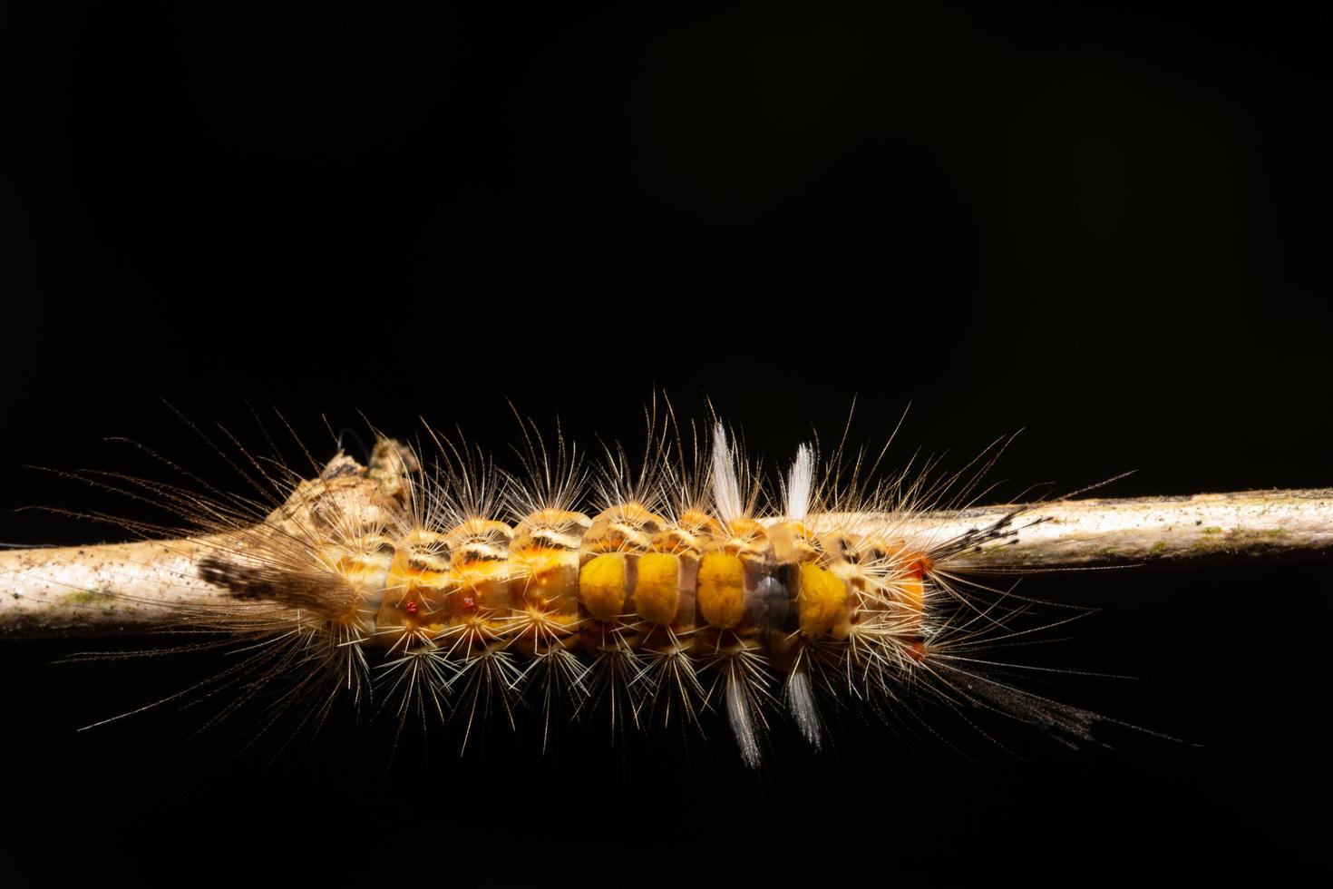 worm op een blad foto