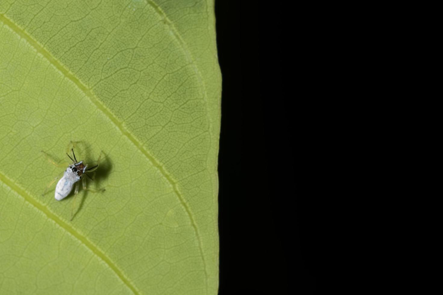 spin op een blad foto