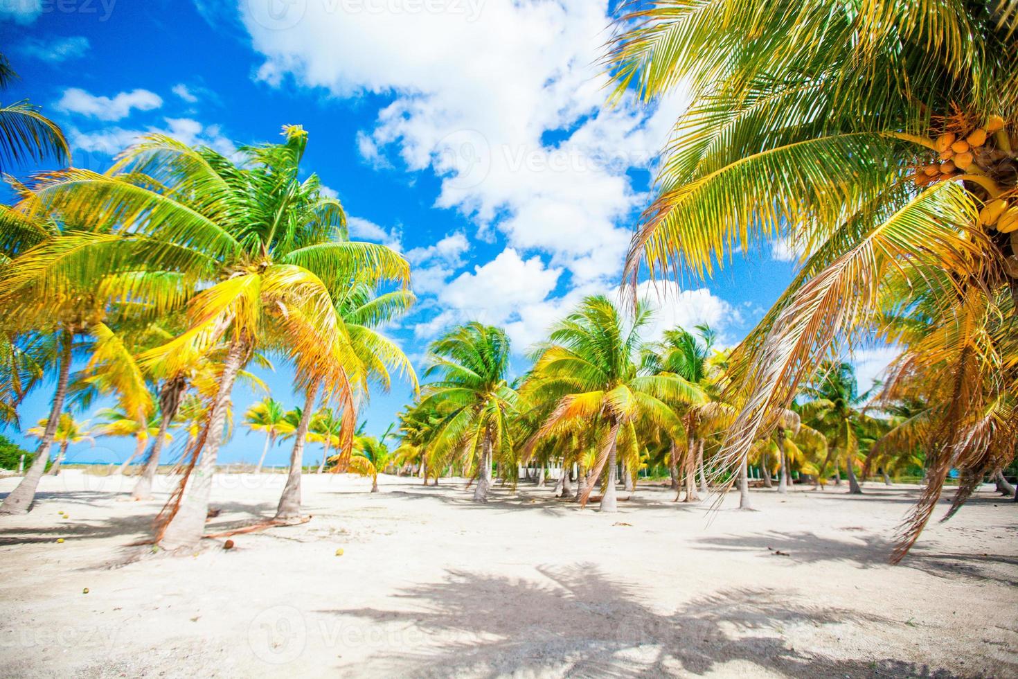 palm bomen Aan wit zand strand foto