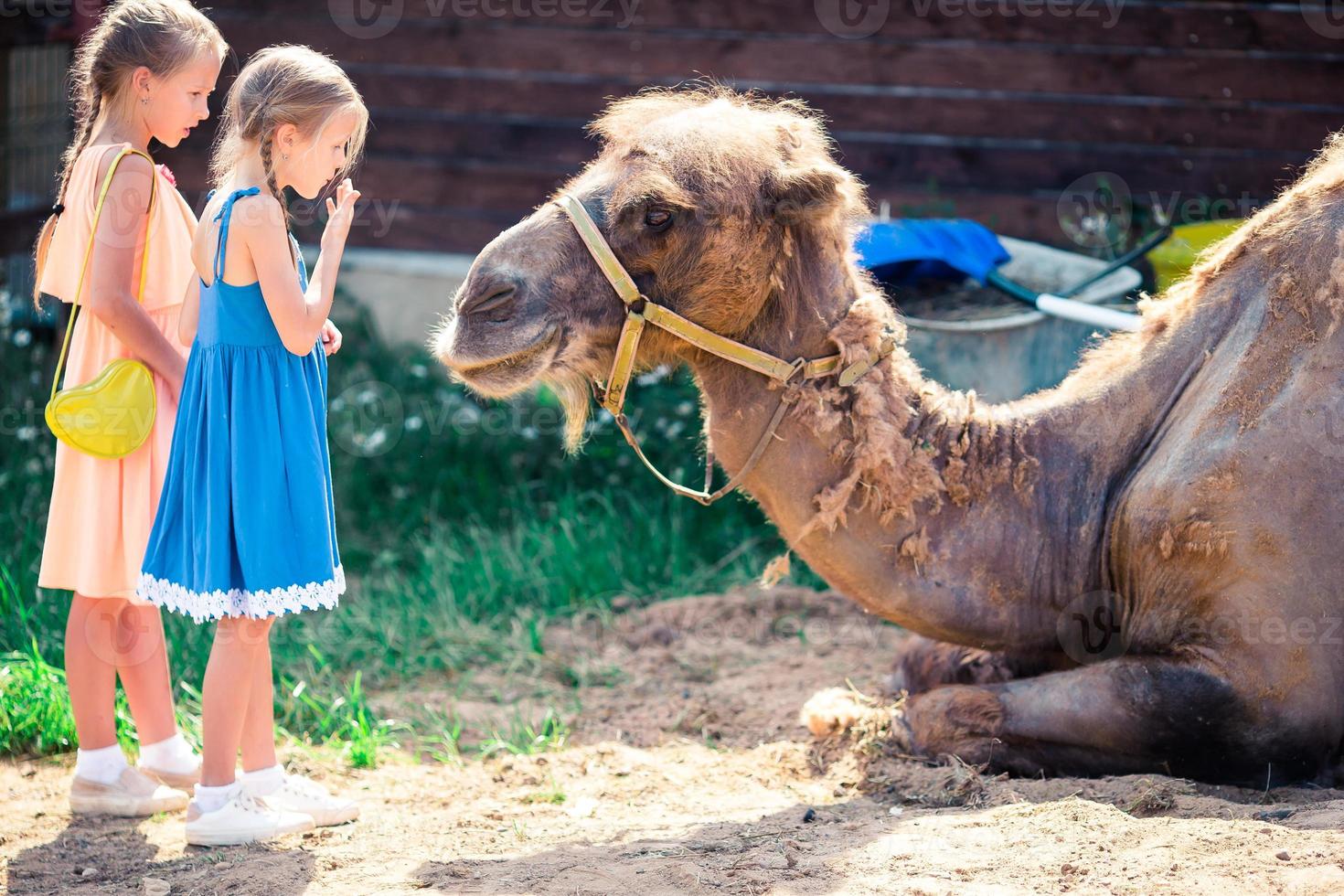 weinig meisje met kamelen in de dierentuin Aan warm en zonnig zomer dag. actief familie vrije tijd. foto