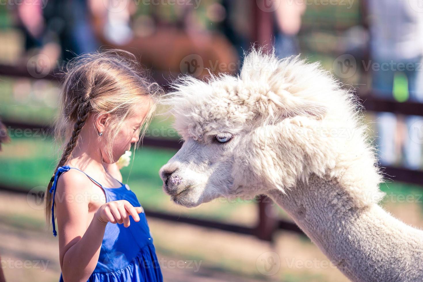 charmant weinig meisje is spelen met schattig alpaca in de park foto