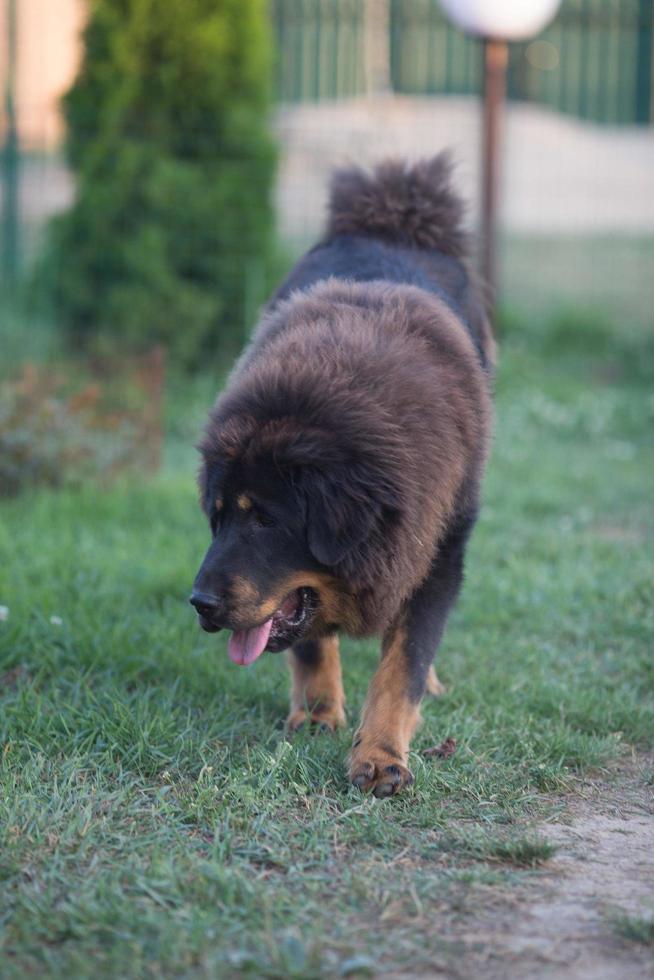 Tibetaans mastiff ras hond foto