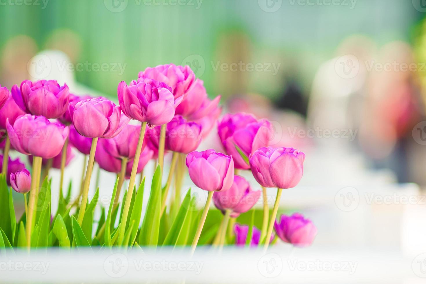 vers kleurrijk bloeiend kleurrijk tulpen in voorjaar tuin foto