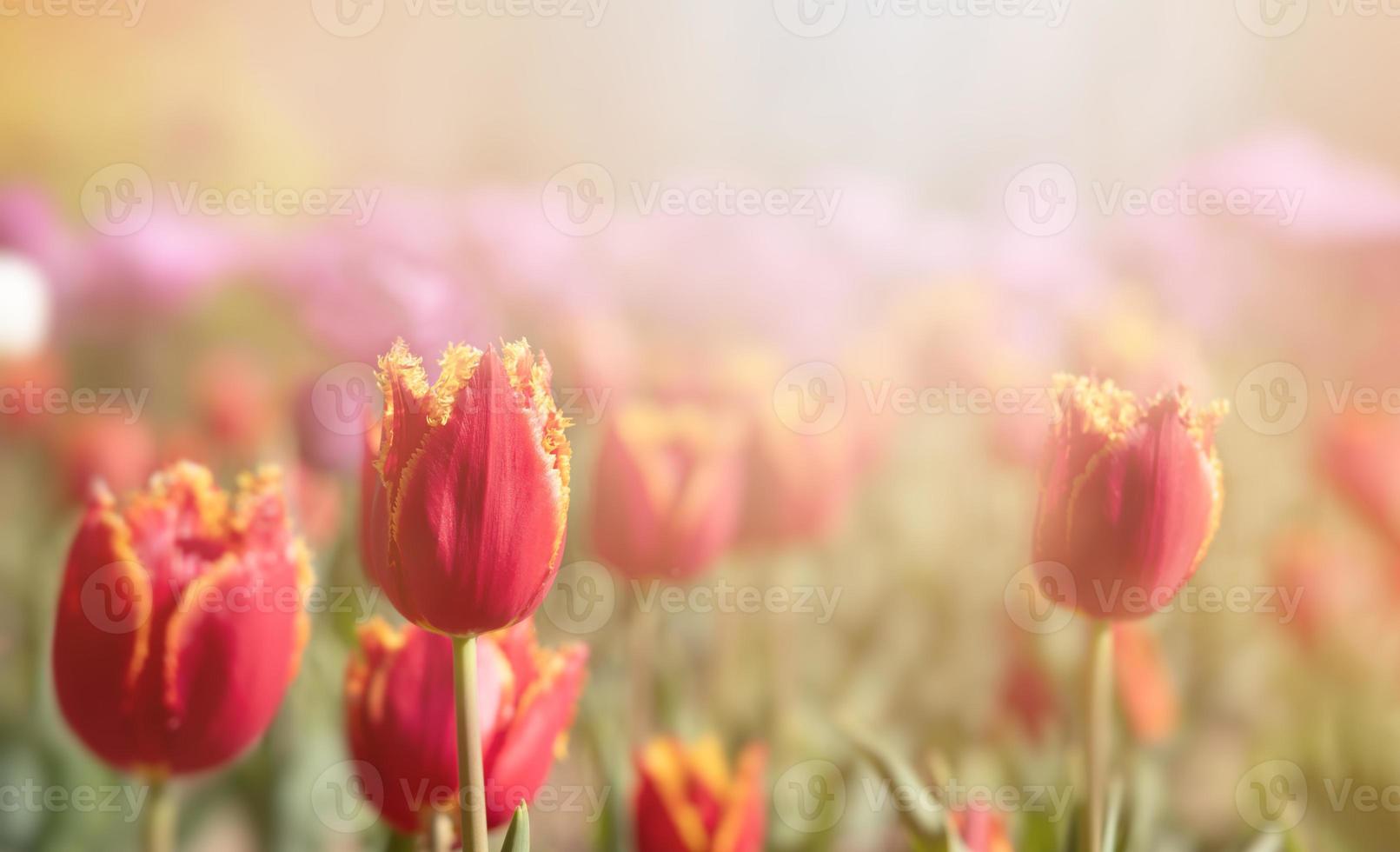 bloeiend tulpen voorjaar achtergrond foto