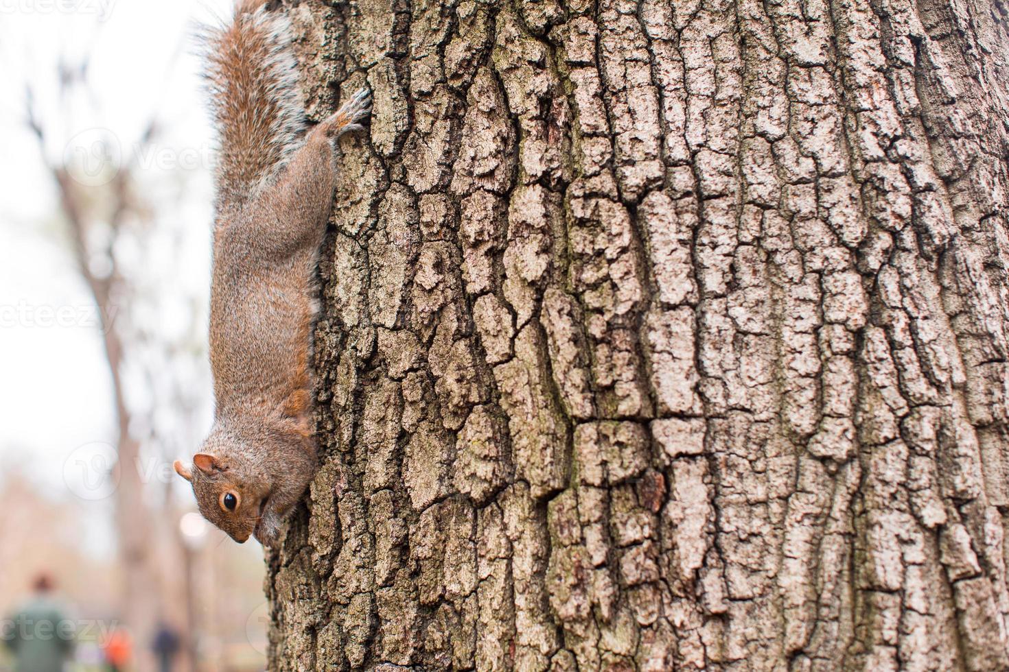 eekhoorn Aan de boom in centraal park, nieuw york foto
