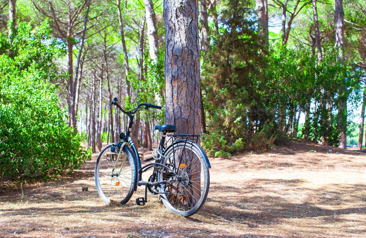 fiets in de buurt een boom in zomer Woud foto