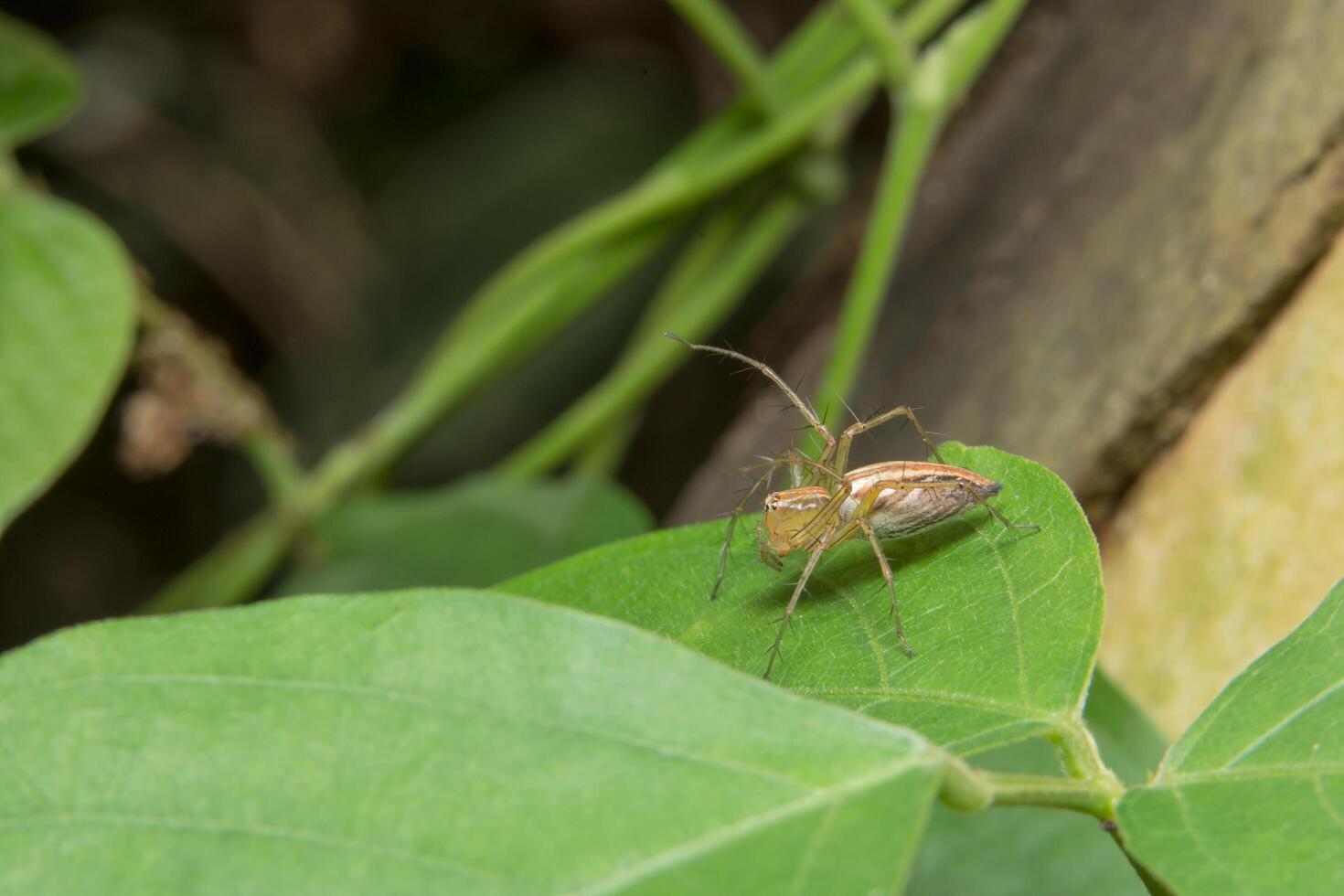 spin op een blad foto