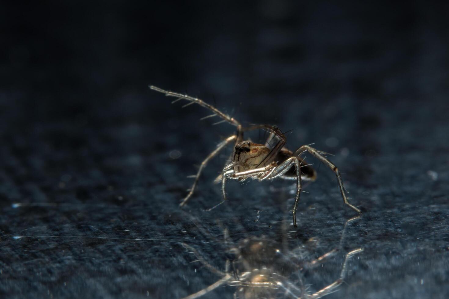 spin op glazen oppervlak foto